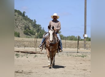 Pony of the Americas, Wallach, 10 Jahre, Roan-Bay