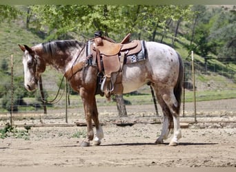 Pony of the Americas, Wallach, 10 Jahre, Roan-Bay