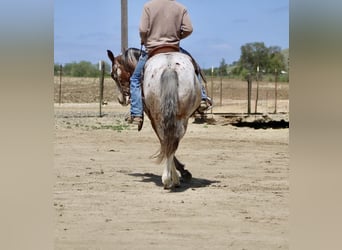 Pony of the Americas, Wallach, 10 Jahre, Roan-Bay