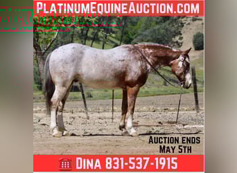 Pony of the Americas, Wallach, 10 Jahre, Roan-Bay