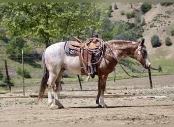 Pony of the Americas, Wallach, 10 Jahre, Roan-Bay