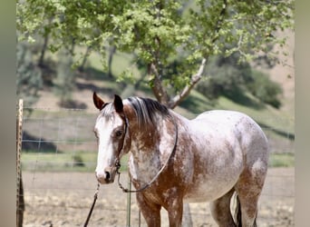 Pony of the Americas, Wallach, 10 Jahre, Roan-Bay