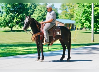 Pony of the Americas, Wallach, 11 Jahre, 141 cm, Rappe