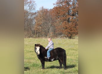 Pony of the Americas, Wallach, 11 Jahre, 99 cm, Rappe