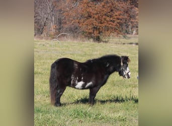 Pony of the Americas, Wallach, 11 Jahre, 99 cm, Rappe