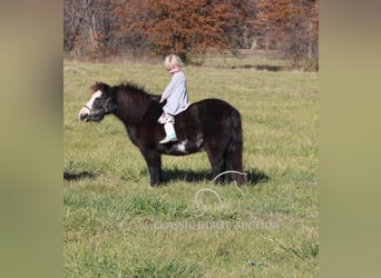 Pony of the Americas, Wallach, 11 Jahre, 99 cm, Rappe