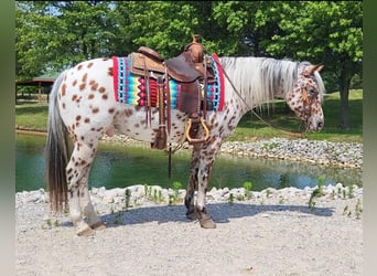 Pony of the Americas, Wallach, 11 Jahre