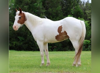 Pony of the Americas, Wallach, 12 Jahre, 137 cm