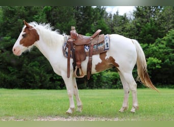 Pony of the Americas, Wallach, 12 Jahre, 137 cm