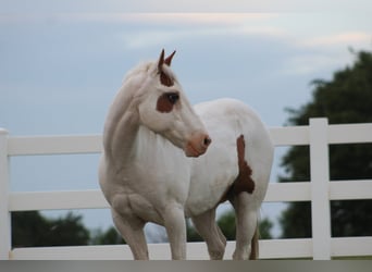Pony of the Americas, Wallach, 12 Jahre, 137 cm