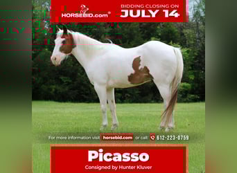 Pony of the Americas, Wallach, 12 Jahre, 137 cm