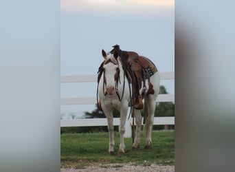 Pony of the Americas, Wallach, 12 Jahre, 137 cm