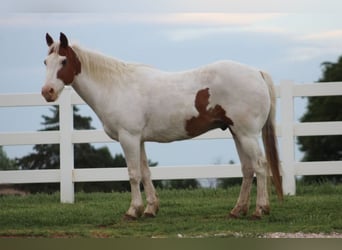 Pony of the Americas, Wallach, 12 Jahre, 137 cm