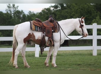 Pony of the Americas, Wallach, 12 Jahre, 137 cm