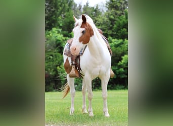 Pony of the Americas, Wallach, 12 Jahre, 137 cm
