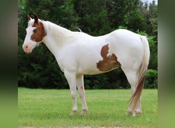 Pony of the Americas, Wallach, 12 Jahre, 137 cm
