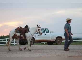 Pony of the Americas, Wallach, 12 Jahre, 137 cm