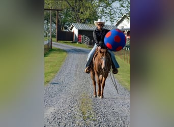 Pony of the Americas, Wallach, 12 Jahre, 140 cm, Roan-Red