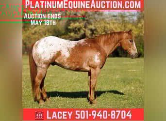 Pony of the Americas, Wallach, 12 Jahre, 140 cm, Roan-Red