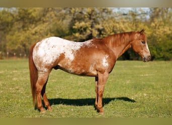 Pony of the Americas, Wallach, 12 Jahre, 140 cm, Roan-Red