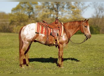 Pony of the Americas, Wallach, 12 Jahre, 140 cm, Roan-Red