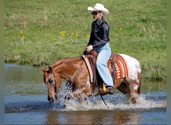 Pony of the Americas, Wallach, 12 Jahre, 140 cm, Roan-Red