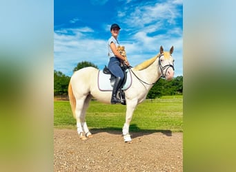 Pony of the Americas, Wallach, 12 Jahre, 142 cm, Schimmel