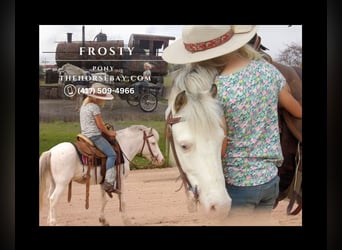 Pony of the Americas, Wallach, 12 Jahre, 94 cm, White