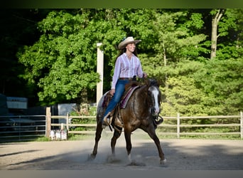 Pony of the Americas, Wallach, 12 Jahre, Dunkelfuchs