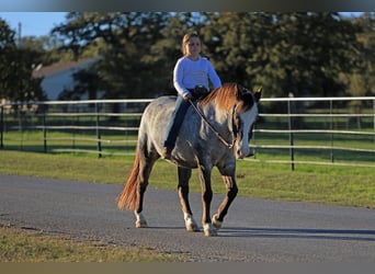 Pony of the Americas, Wallach, 12 Jahre