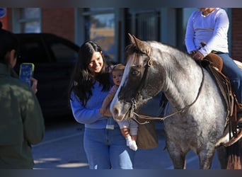 Pony of the Americas, Wallach, 12 Jahre