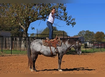 Pony of the Americas, Wallach, 12 Jahre