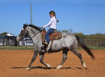 Pony of the Americas, Wallach, 12 Jahre