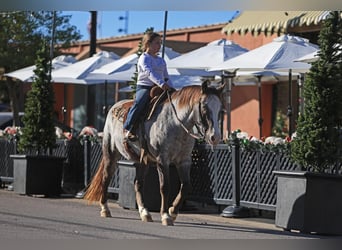 Pony of the Americas, Wallach, 12 Jahre