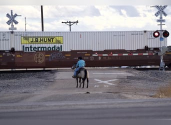 Pony of the Americas, Wallach, 12 Jahre