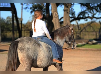 Pony of the Americas, Wallach, 12 Jahre