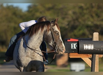 Pony of the Americas, Wallach, 12 Jahre