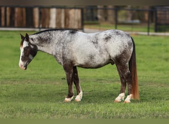 Pony of the Americas, Wallach, 12 Jahre