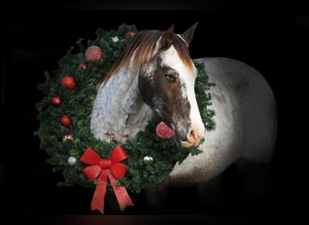 Pony of the Americas, Wallach, 12 Jahre