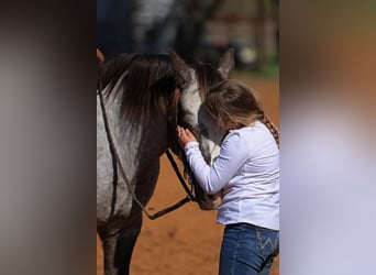Pony of the Americas, Wallach, 12 Jahre