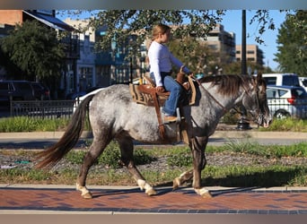 Pony of the Americas, Wallach, 12 Jahre