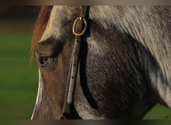 Pony of the Americas, Wallach, 12 Jahre
