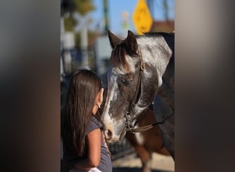Pony of the Americas, Wallach, 12 Jahre
