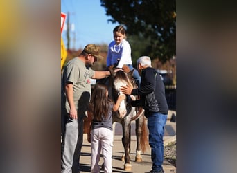Pony of the Americas, Wallach, 12 Jahre