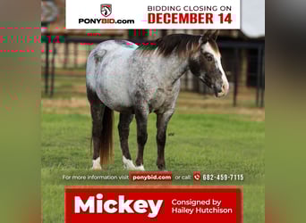 Pony of the Americas, Wallach, 12 Jahre