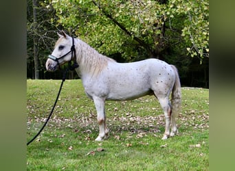 Pony of the Americas, Wallach, 13 Jahre, 122 cm