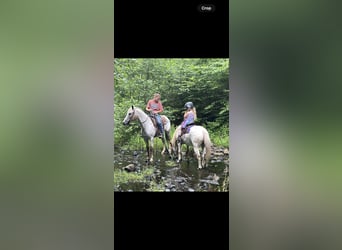 Pony of the Americas, Wallach, 13 Jahre, 122 cm