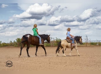 Pony of the Americas, Wallach, 13 Jahre, 132 cm