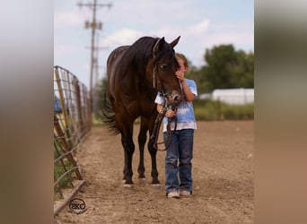 Pony of the Americas, Wallach, 13 Jahre, 132 cm