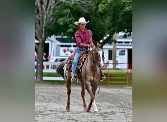 Pony of the Americas, Wallach, 13 Jahre, Dunkelfuchs